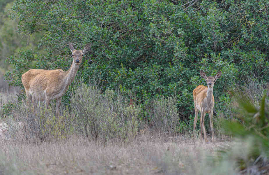 Huelva - parque nacional de Doñana 05 - Ciervos.jpg